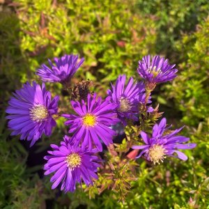 Astra krovitá - Aster Island ´SAMOA´, kont. C2L